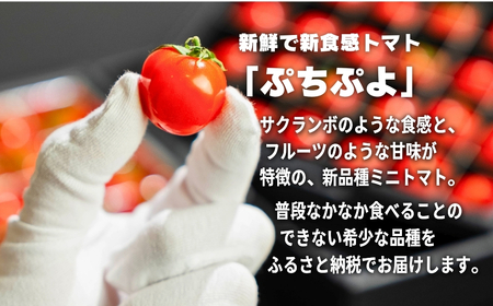《先行予約》希少品種 ぷちぷよ 24粒 ミニトマト 高糖度 こだわり トマト プチトマト
