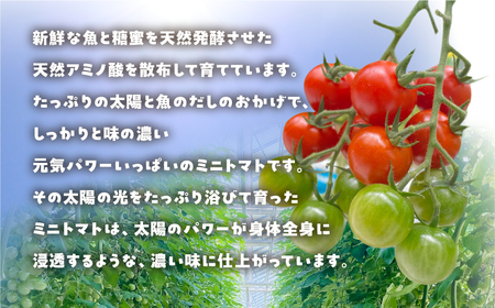 【先行予約】おひさま育ちのミニトマト　1.8kg