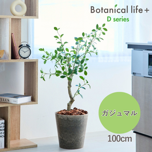 フェイクグリーン Botanical life+ Dシリーズ ガジュマル 100cm 光触媒加工 鉢付き インテリア 抗菌 消臭 愛知県 豊橋市 送料無料 41000円