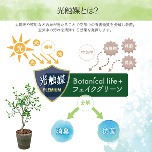 フェイクグリーン Botanical life+ Dシリーズ ガジュマル 100cm 光触媒加工 鉢付き インテリア 抗菌 消臭 愛知県 豊橋市 送料無料 41000円