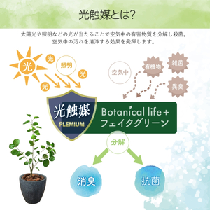 フェイクグリーン Botanical life+ Dシリーズ ポリシャス 70cm 光触媒加工 鉢付き インテリア 抗菌 消臭 愛知県 豊橋市 送料無料 35000円