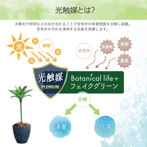 フェイクグリーン Botanical life+ Dシリーズ アガベI 75cm 光触媒加工 鉢付き インテリア 抗菌 消臭 愛知県 豊橋市 送料無料 35000円
