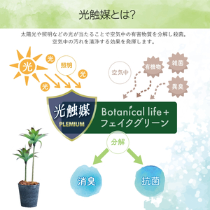フェイクグリーン Botanical life+ Dシリーズ アガベII 100cm 光触媒加工 鉢付き インテリア 抗菌 消臭 愛知県 豊橋市 送料無料 47000円