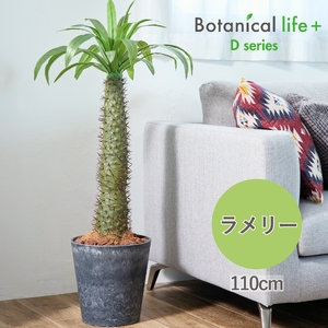 フェイクグリーン Botanical life+ Dシリーズ ラメリー 110cm 光触媒加工 鉢付き インテリア 抗菌 消臭 愛知県 豊橋市 送料無料 52000円