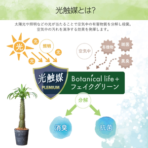 フェイクグリーン Botanical life+ Dシリーズ ラメリー 110cm 光触媒加工 鉢付き インテリア 抗菌 消臭 愛知県 豊橋市 送料無料 52000円