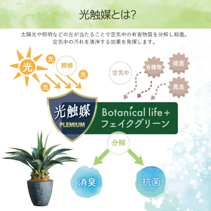 フェイクグリーン Botanical life+ Dシリーズ アガベ 65cm 光触媒加工 鉢付き インテリア 抗菌 消臭 愛知県 豊橋市 送料無料 41000円