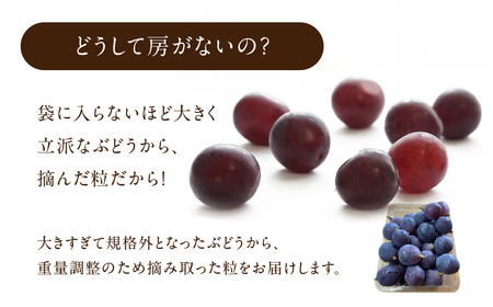 《先行予約》 訳あり 種なし巨峰 粒 1kg 朝採り 当日発送 種なし 巨峰 粒 500g ～ 2kg ぶどう 大粒 訳あり 不揃い 果物 フルーツ ブランド 産地直送 生産者直送 農家直送 シャインマスカット 葡萄