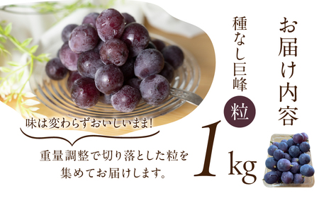 《先行予約》 訳あり 種なし巨峰 粒 1kg 朝採り 当日発送 種なし 巨峰 粒 500g ～ 2kg ぶどう 大粒 訳あり 不揃い 果物 フルーツ ブランド 産地直送 生産者直送 農家直送 シャインマスカット 葡萄