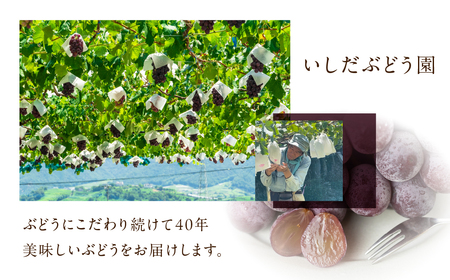 《先行予約》 訳あり 種なし巨峰 粒 1kg 朝採り 当日発送 種なし 巨峰 粒 500g ～ 2kg ぶどう 大粒 訳あり 不揃い 果物 フルーツ ブランド 産地直送 生産者直送 農家直送 シャインマスカット 葡萄