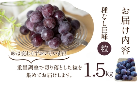 《先行予約》 訳あり 種なし巨峰 粒 1.5kg 朝採り 当日発送 種なし 巨峰 粒 500g ～ 2kg ぶどう 大粒 訳あり 不揃い 果物 フルーツ ブランド 産地直送 生産者直送 農家直送 シャインマスカット 葡萄