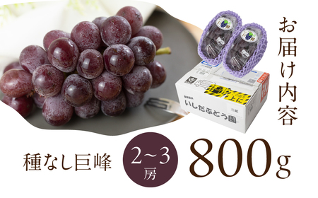 《先行予約》 種なし巨峰 約800g 朝採り 当日発送 種なし 巨峰 大粒 果物 フルーツ ブランド 産地直送 生産者直送 農家直送 シャインマスカット 葡萄