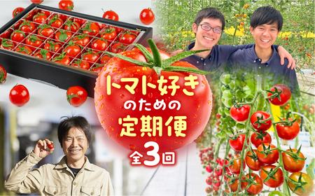 トマト大好き定期便  3回お届け トマト ミニトマト フルーツトマト 食べ比べ 高糖度 プチぷよ ファーストトマト とまと 旬 先行予約 期間限定 お楽しみ トマト定期便 定期便定期便定期便定期便 3回 3ヵ月 希少品種 人気