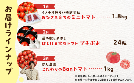 トマト大好き定期便  3回お届け トマト ミニトマト フルーツトマト 食べ比べ 高糖度 プチぷよ ファーストトマト とまと 旬 先行予約 期間限定 お楽しみ トマト定期便 定期便定期便定期便定期便 3回 3ヵ月 希少品種 人気