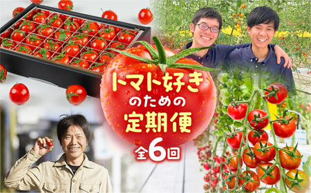 トマト大好き定期便 6回お届け トマト ミニトマト フルーツトマト 食べ比べ 高糖度 プチぷよ ファーストトマト とまと あまえぎみ 旬 先行予約 期間限定 お楽しみ トマト定期便 定期便定期便定期便定期便 3回 3ヵ月 希少品種 人気