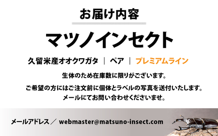 マツノインセクト 久留米産 オオクワガタ 83mm ペア プレミアムライン 国産 久留米 ブリーダー 松野 送料無料 愛知県 豊橋市 | 愛知県豊橋市  | ふるさと納税サイト「ふるなび」