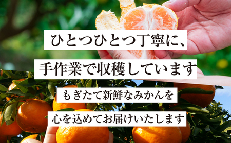 【年内お届け】みかん 3kg 訳あり 温州 みかん