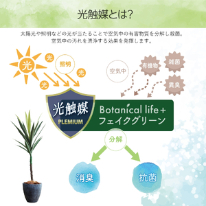 フェイクグリーン Botanical life+ Dシリーズ ユッカ 100cm 光触媒加工 鉢付き インテリア 抗菌 消臭 愛知県 豊橋市 送料無料 35000円