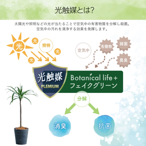 フェイクグリーン Botanical life+ Dシリーズ ドラセナ 110cm 光触媒加工 鉢付き インテリア 抗菌 消臭 愛知県 豊橋市 送料無料 41000円