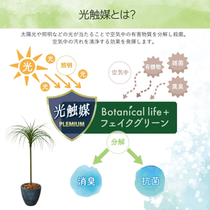 フェイクグリーン Botanical life+ Dシリーズ ドラセナ 90cm 光触媒加工 鉢付き インテリア 抗菌 消臭 愛知県 豊橋市 送料無料 41000円