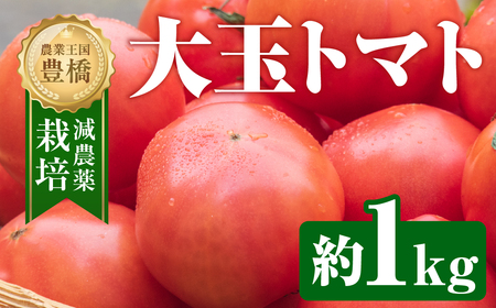 【先行予約】大玉トマト 約 1kg トマト 大玉 濃厚 甘い 美味しい 高糖度 完熟 tomato とまと やさい 自然 安心安全 旬 送料無料 愛知県 豊橋市