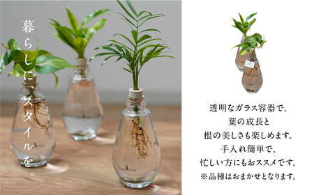 アクアルーツイルミネーション ２鉢セット インテリア 緑 グリーン 植物 簡単 初心者 かわいい 自然 おしゃれ 送料無料 Green Walk グリーンウォーク 愛知県 豊橋市