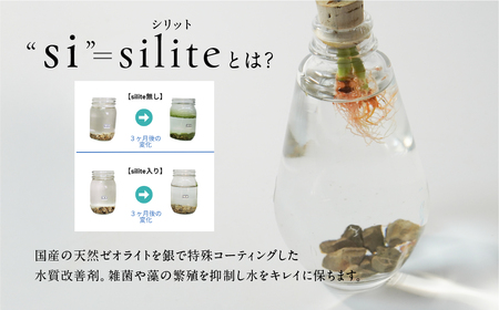 アクアルーツイルミネーション ２鉢セット インテリア 緑 グリーン 植物 簡単 初心者 かわいい 自然 おしゃれ 送料無料 Green Walk グリーンウォーク 愛知県 豊橋市