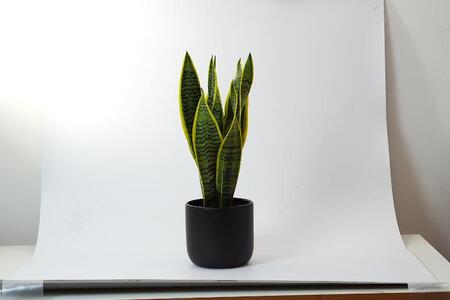 サンスベリアローレンチ （鉢色：ブラック）  モノトーン130陶器鉢 水位計つきセット インテリア 緑 グリーン 植物 簡単 初心者 かわいい 自然 おしゃれ 送料無料 Green Walk グリーンウォーク 愛知県 豊橋市