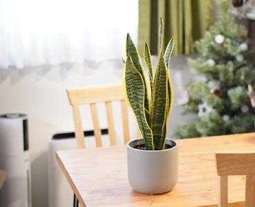 サンスベリアローレンチ （鉢色：ブラック）  モノトーン130陶器鉢 水位計つきセット インテリア 緑 グリーン 植物 簡単 初心者 かわいい 自然 おしゃれ 送料無料 Green Walk グリーンウォーク 愛知県 豊橋市