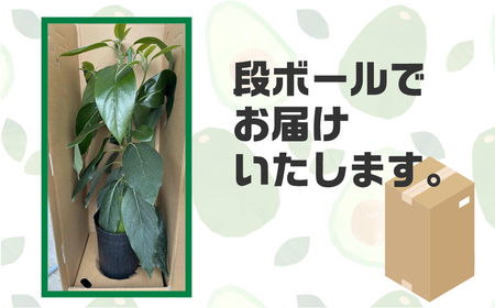 富永さんのアボカド苗 接木 アボカド 苗 観葉植物 栽培 家庭栽培 サラダ 植物 グリーン 苗 ベーコン または メキシコ―ラ おまかせ 楽しみ 愛知県 豊橋市