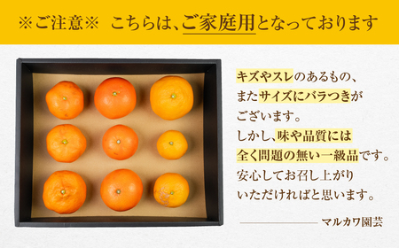 ≪今が旬!≫こだわり蜜柑 蜜ツ丸 家庭用 バラ詰め 約1kg+痛み補償250g みかん