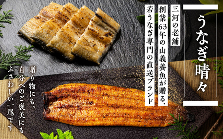 ４尾 うなぎ晴々 蒲焼き 新仔 うなぎ