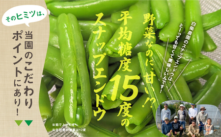 ≪先行予約≫スナップエンドウ 約1kg 産地直送 スナップ スナックエンドウ エンドウ 豆 サラダ 美味しい 料理 野菜 健康 栄養 簡単 農家直送 1キロ 高糖度 糖度 1万円 10000円 愛知県 豊橋市