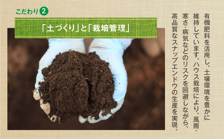 ≪先行予約≫スナップエンドウ 約1kg 産地直送 スナップ スナックエンドウ エンドウ 豆 サラダ 美味しい 料理 野菜 健康 栄養 簡単 農家直送 1キロ 高糖度 糖度 1万円 10000円 愛知県 豊橋市