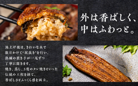 ７尾 うなぎ晴々 蒲焼き 新仔 うなぎ