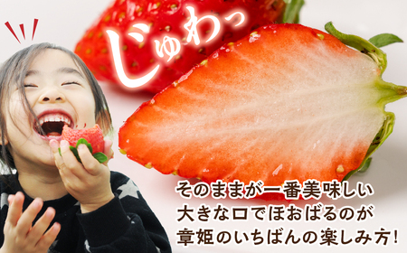 ≪先行予約残りわずか≫ 章姫 訳ありいちご 計1kg 苺 イチゴ 規格外