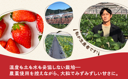 ≪先行予約残りわずか≫ 章姫 訳ありいちご 計1kg 苺 イチゴ 規格外