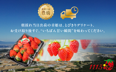 ≪先行予約残りわずか≫ 章姫 訳ありいちご 計1kg 苺 イチゴ 規格外