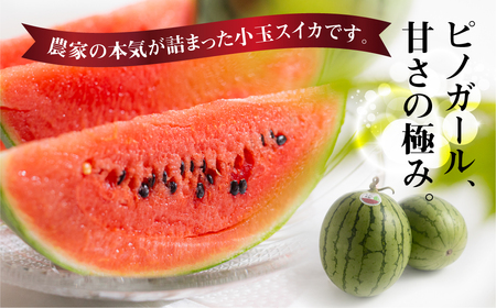 ≪先行予約 2026年発送≫ ながちゃん農園の 小玉スイカ 2玉|ピノガール 小玉すいか 小玉 すいか 西瓜 スイカ