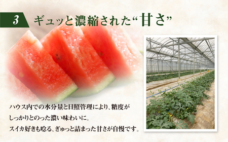 ≪先行予約 2026年発送≫ ながちゃん農園の 小玉スイカ 2玉|ピノガール 小玉すいか 小玉 すいか 西瓜 スイカ