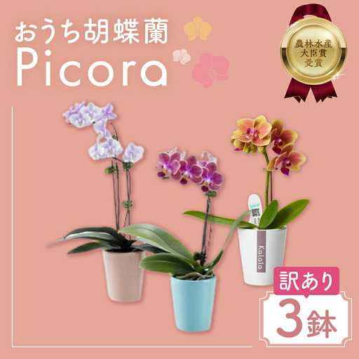 胡蝶蘭『ピコラ』 ミディ 3鉢 セット 花 鉢花 訳あり