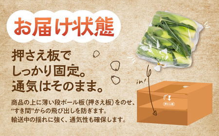 ≪先行予約≫ 令和8年産（2026年収穫）訳あり とうもろこし 10本 直売所で大人気 愛知県 豊橋市 夏野菜 野菜 ミネラルたっぷり 海風そだち 潮風 BBQ 家族で フードロス わけあり 規格外 大容量 豊橋 ともちゃんのやさい
