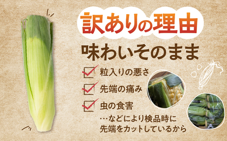 ≪先行予約≫ 令和8年産（2026年収穫）訳あり とうもろこし 30本 直売所で大人気 愛知県 豊橋市 夏野菜 野菜 ミネラルたっぷり 海風そだち 潮風 BBQ 家族で フードロス わけあり 規格外 大容量 豊橋 ともちゃんのやさい