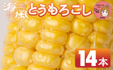 ≪先行予約≫ 令和8年産（2026年収穫）黄色とうもろこし 14本 直売所で大人気！ 愛知県 豊橋市 夏野菜 野菜 ミネラルたっぷり 海風そだち 潮風 BBQ 家族で 大容量 豊橋 ともちゃんのやさい