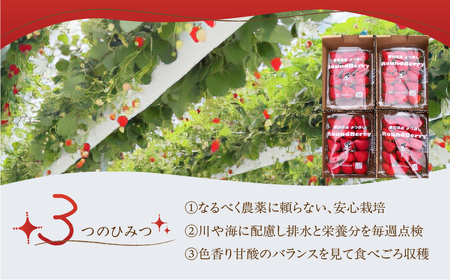 フレッシュいちご 『よつぼし』 1kg 苺