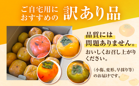 ≪先行予約≫ 2026年産 次郎柿 6.5kg 訳あり ご自宅用 愛知県豊橋石巻産 甘柿