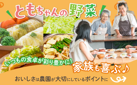 旬のおまかせキャベツ 6玉