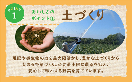 旬のおまかせキャベツ 6玉