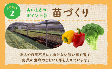 旬のおまかせキャベツ 6玉