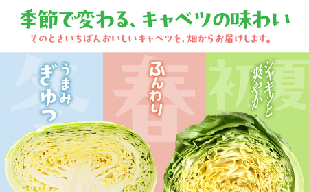 旬のおまかせキャベツ 定期便 ６玉 ７回お届け