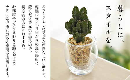サボテンのゼオライト植え 2鉢セット【底面給水ガラス鉢】観葉植物